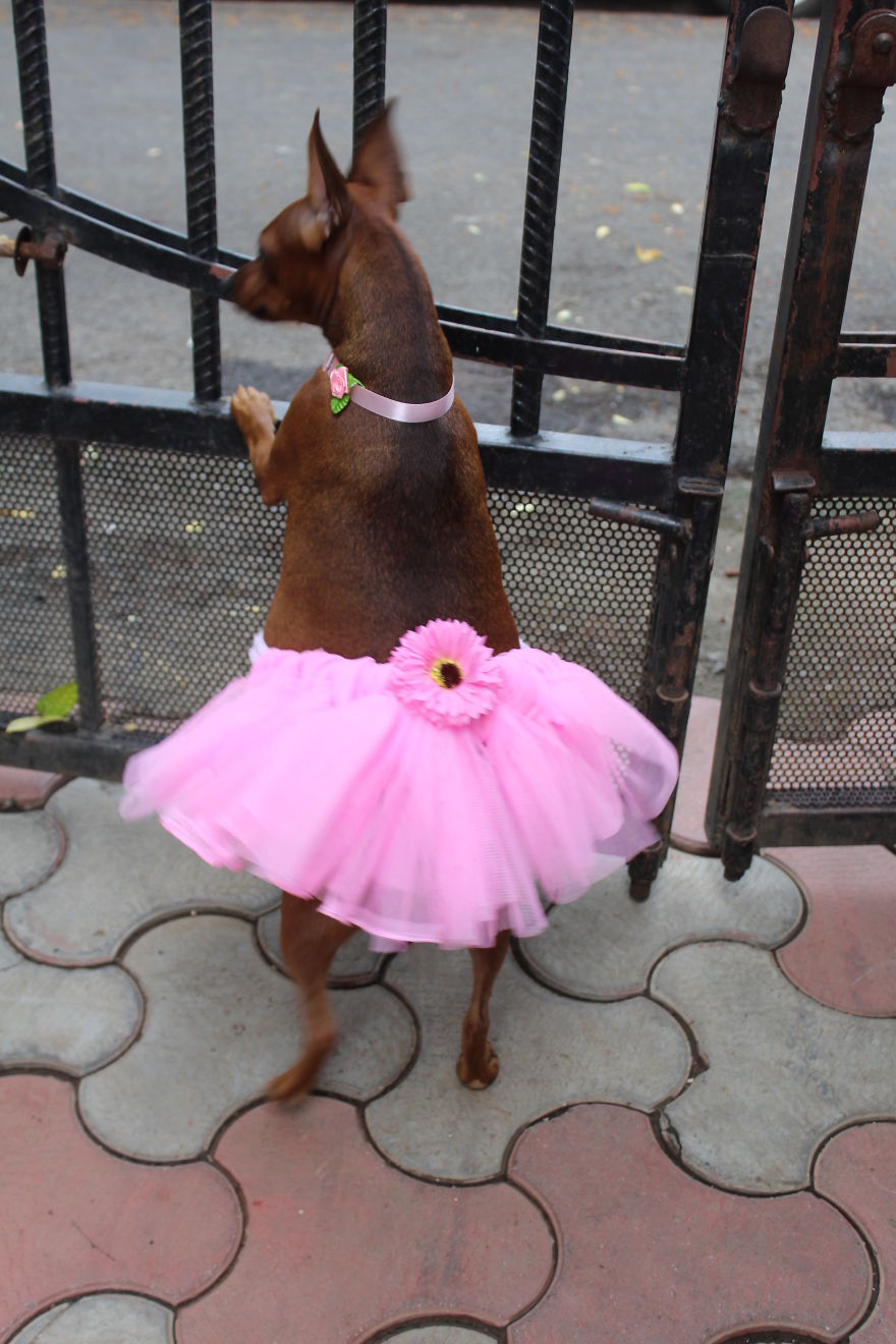 Maternity Photoshoot Of Little Chihuahua