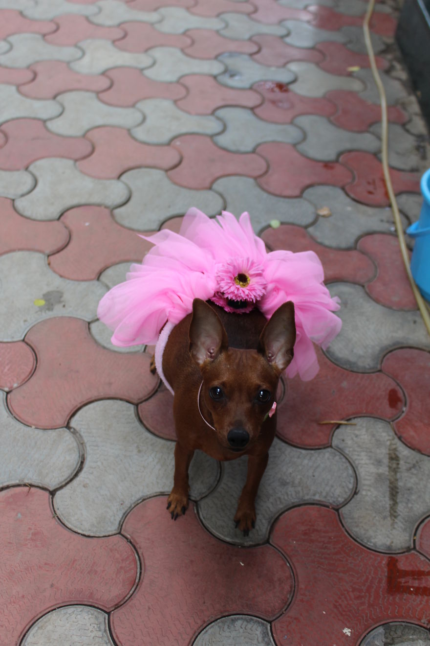 Maternity Photoshoot Of Little Chihuahua