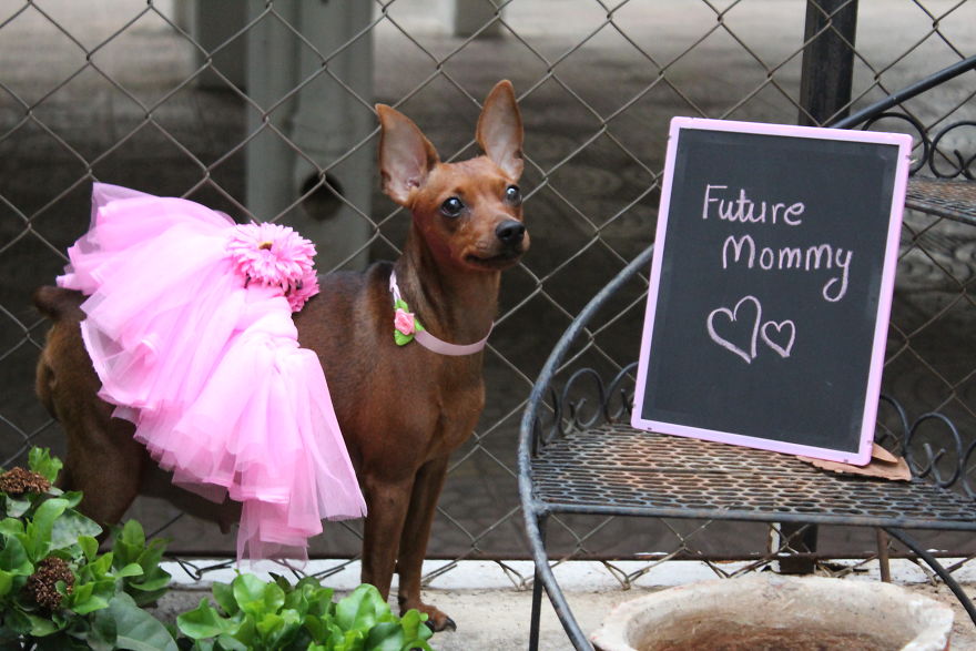 Maternity Photoshoot Of Little Chihuahua