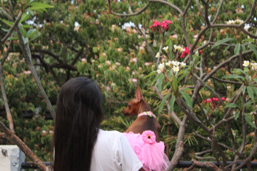 Maternity Photoshoot Of Little Chihuahua