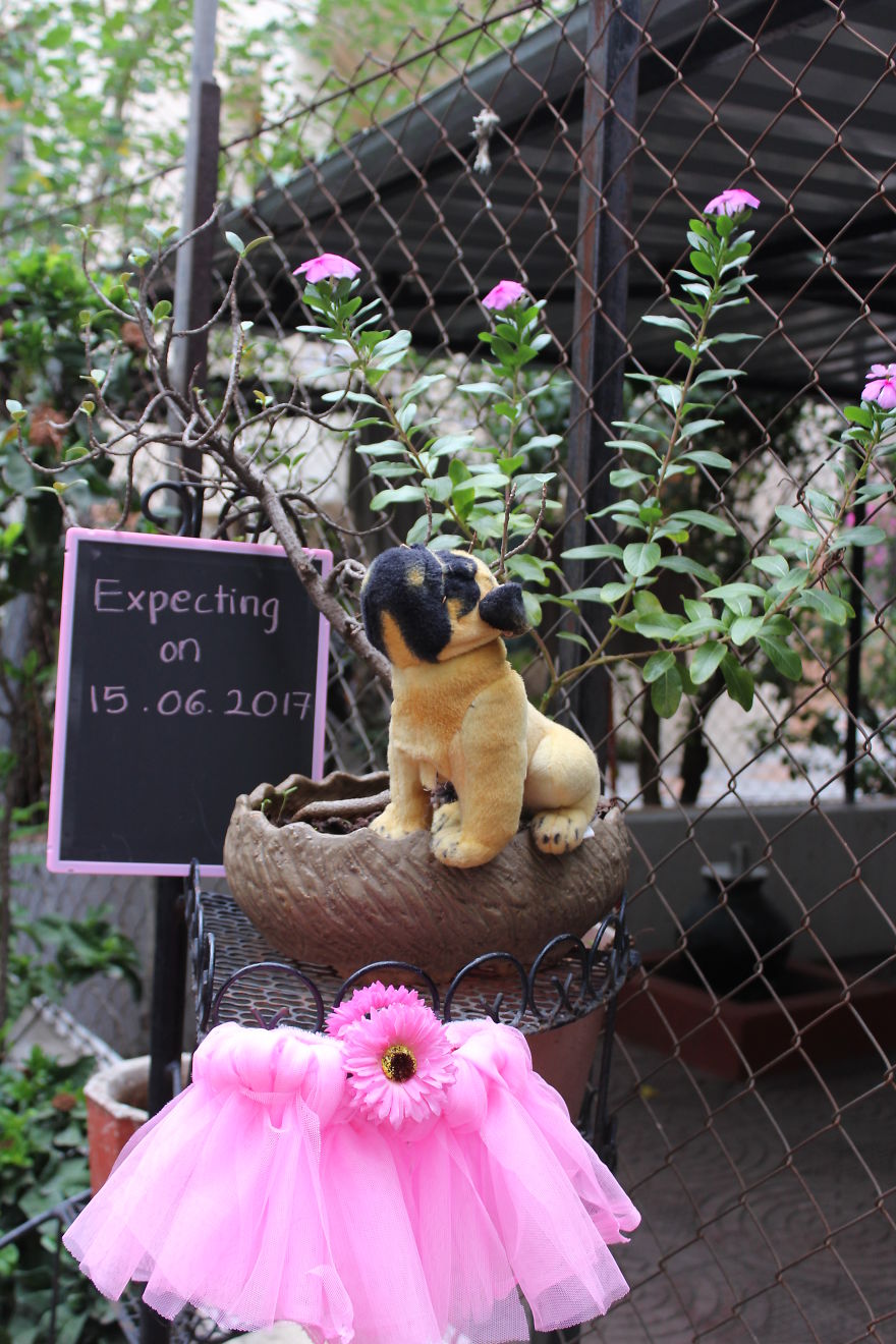 Maternity Photoshoot Of Little Chihuahua