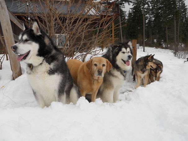 Max Pack ! The Snow Is Much Better Than The House ! One Is Missing !