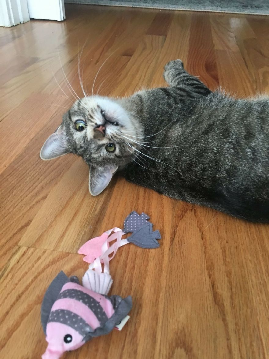 Meet The Cat With An Extra Chromosome Put On Death Row Because She Looked A Little Different
