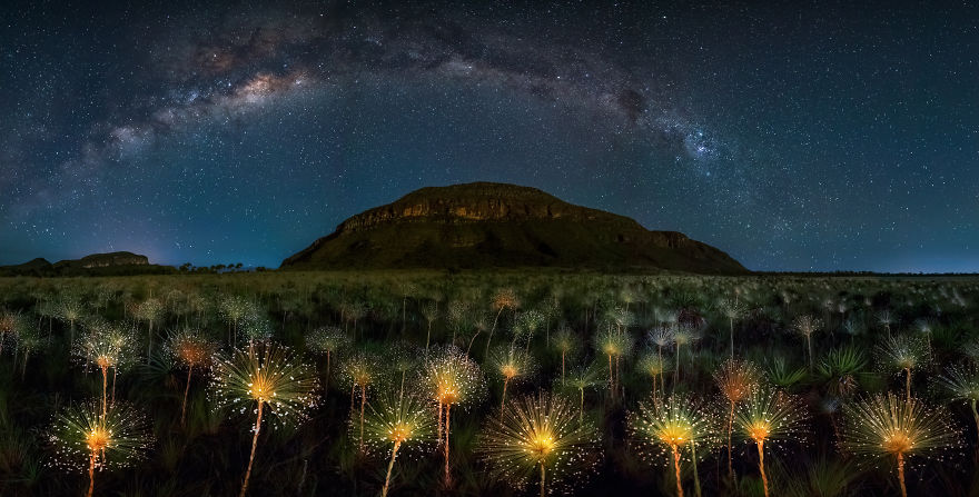 Nightscape 1st Prize | Papalanthus Wildflower And Milky Way, Brazil - Mario Cabral / Pna