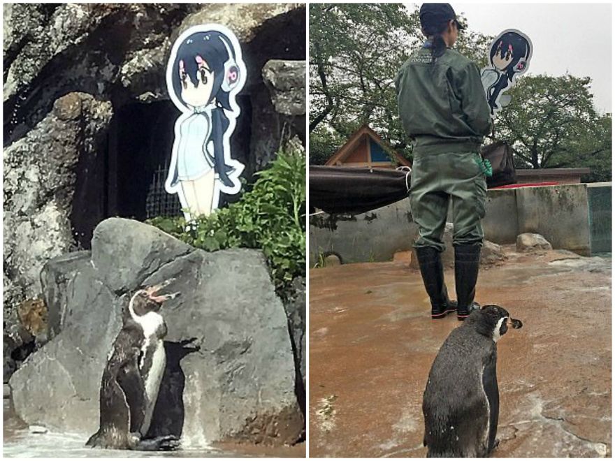 Penguin Abandoned By His Girlfriend Falls In Love With A Cardboard And The Internet Gets Excited