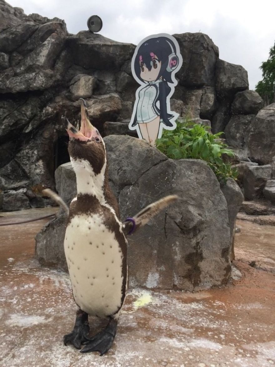 Penguin Abandoned By His Girlfriend Falls In Love With A Cardboard And The Internet Gets Excited