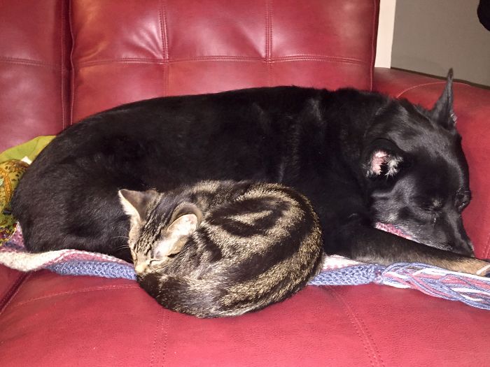 Rudy (dog) And His Newest Kitty, Oswald - Friends From Day One!