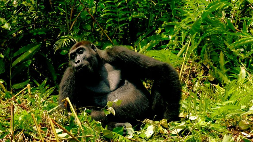 This Man Took His Wife To See Wild Gorillas And What Happened Is Amazing