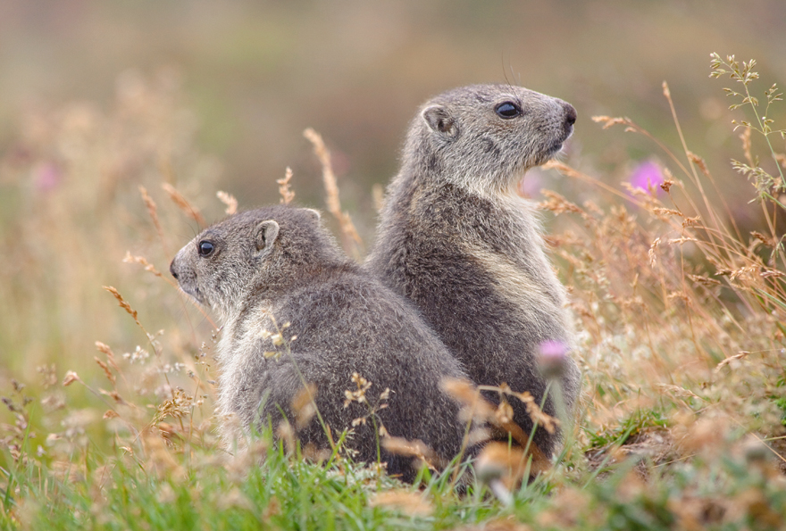 Baby Marmots