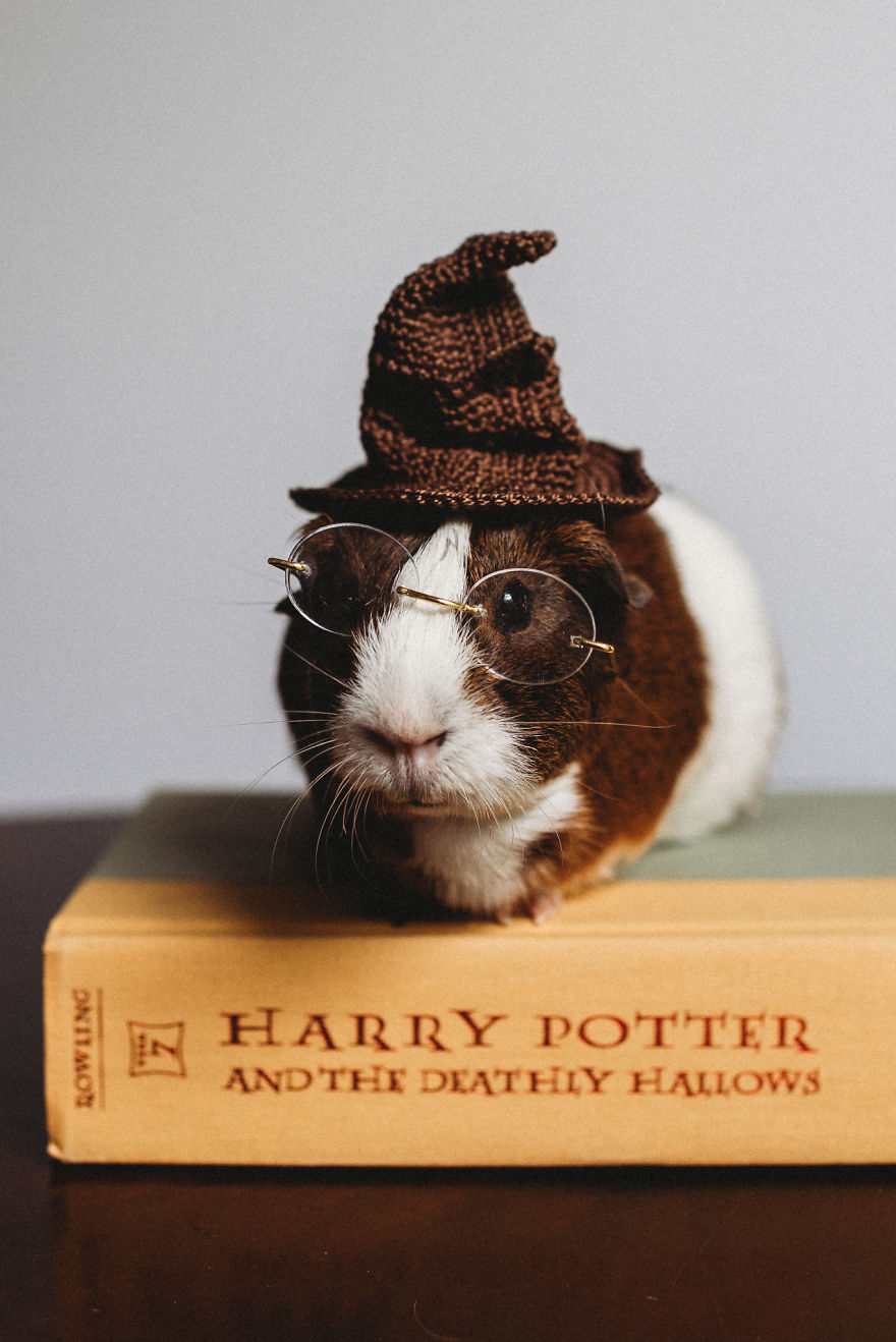 There's A Witch In The Family: I Made A Harry Potter-Themed Photo Shoot With My Guinea Pig
