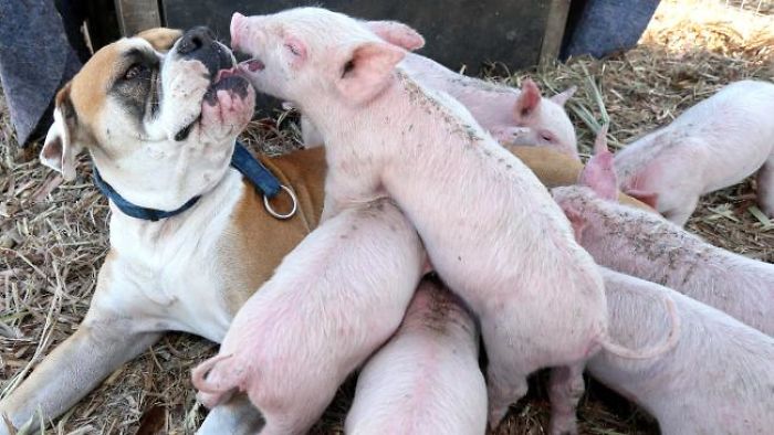 Former Stray Dog Adopts 8 Tiny Pigs And That's The Sweetest Thing You'll See Today