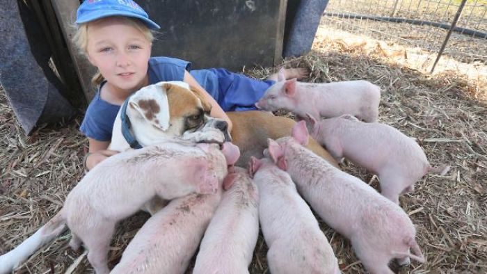 Former Stray Dog Adopts 8 Tiny Pigs And That's The Sweetest Thing You'll See Today