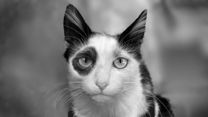 Animals That Look Like “Bored Panda Logo”