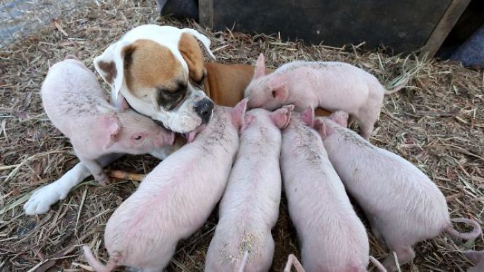 Former Stray Dog Adopts 8 Tiny Pigs And That’s The Sweetest Thing You’ll See Today