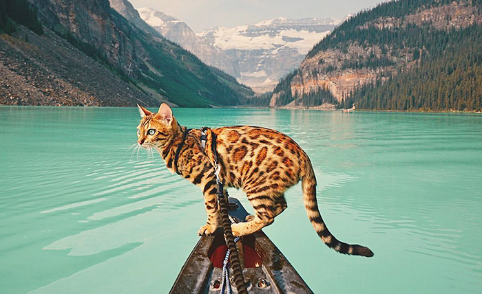 Meet Suki, The Traveling Cat Who’s Living A Better Life Than You