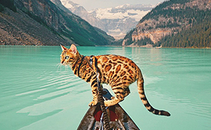 Meet Suki, The Traveling Cat Who's Living A Better Life Than You