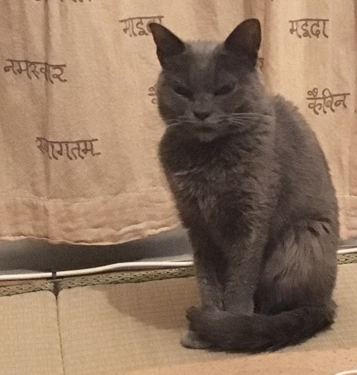 The World’s Angriest Cat Who Has Been In Shelter For Over 1 Year Now, And Her Face Says It All