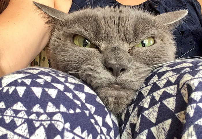The World’s Angriest Cat Who Has Been In Shelter For Over 1 Year Now, And Her Face Says It All