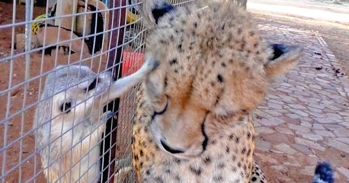 Meerkat Attacks Cheetah, Cheetah Mistakes It For Grooming And Starts To Purr Loudly
