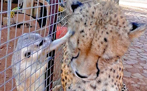 Meerkat Attacks Cheetah, Cheetah Mistakes It For Grooming And Starts To Purr Loudly