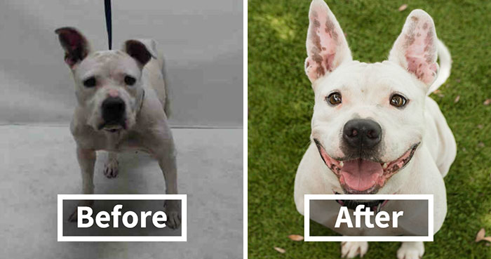 15 Before & After Photos That Prove Why Animal Shelters Need Good Photographers