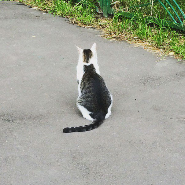 Cat With A Cat On His Back