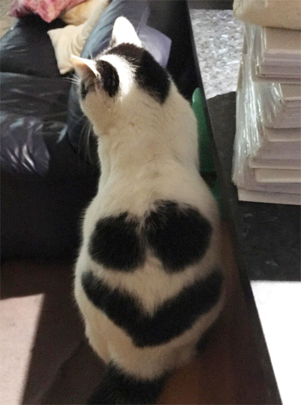 My Cat Has A Smiley Face On It's Back
