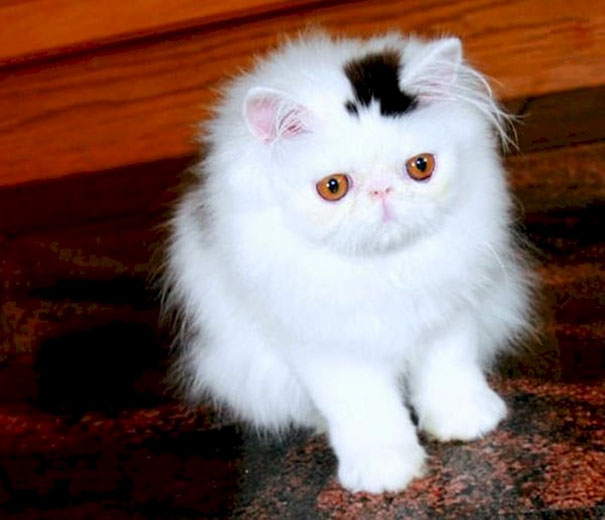 Cat With A Permanent Top-Hat