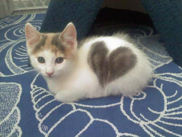 Kitten With A Heart-Shaped Marking