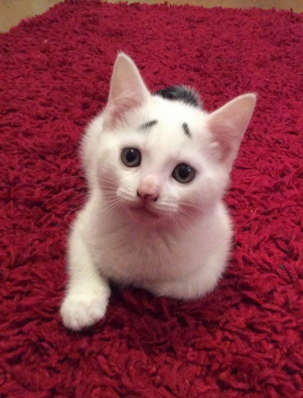 Kitten With Permanently Worried-Looking Eyebrows