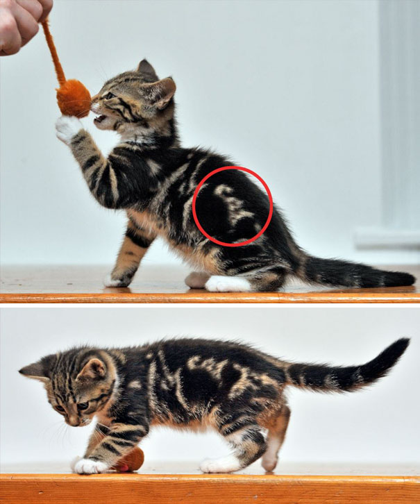 Kitten With 'Cat' Written In Its Fur