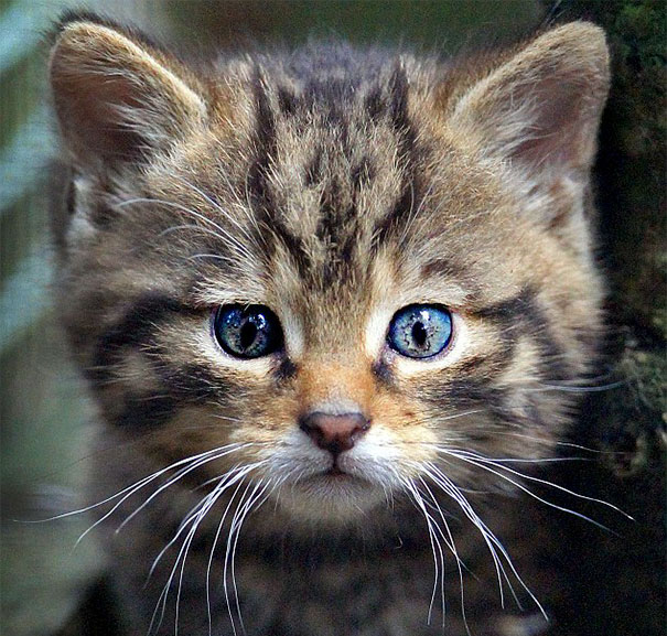Wildcat Kitten Has A Cat Head-Like Marking On His Head