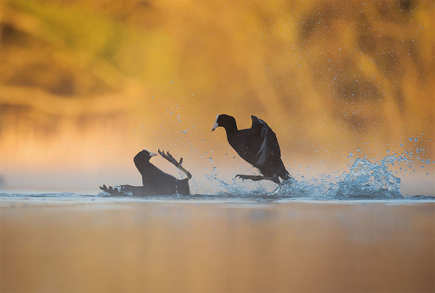 Coots Fighting By Andrew Parkinson, Derbyshire, Uk. Gold Award Winner In The Bird Behaviour Category