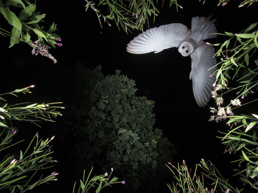 Barn Owl Hovering By Roy Rimmer, UK. Bird Behaviour Category