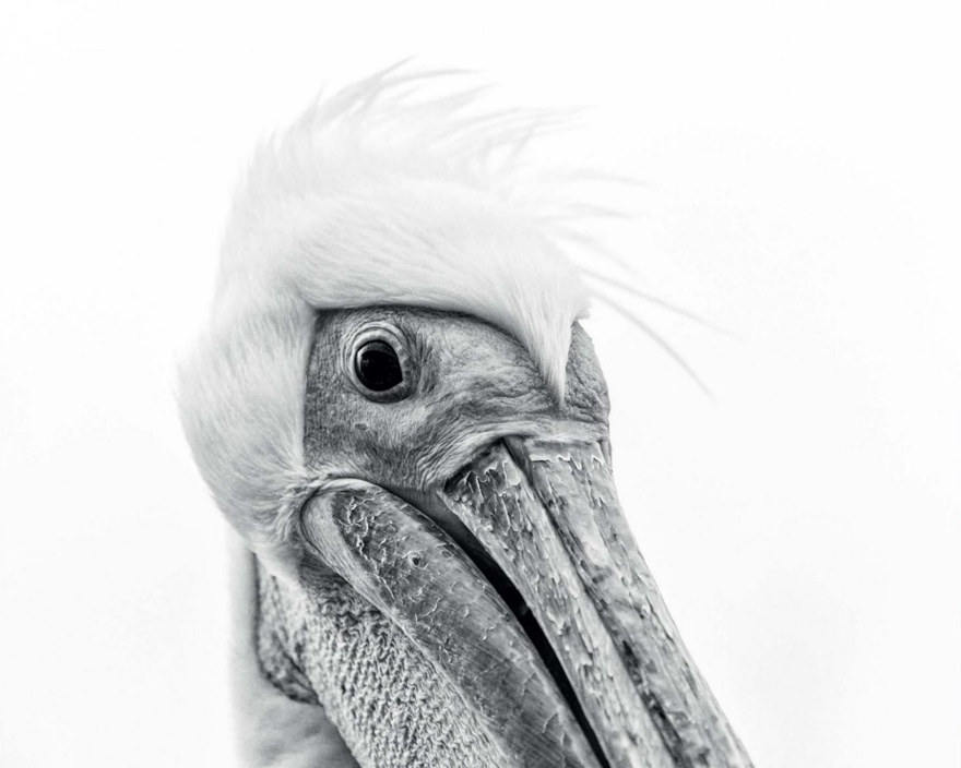 Pelican Portrait By Anna-mart Kruger, Namibia. Best Portrait Category