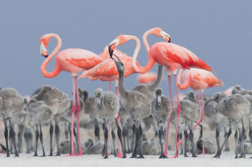 Pink Flamingo Feeding Their Young By Alejandro Prieto Rojas, Mexico. Gold Award And Bird Photographer Of The Year 2017 Winner In The Best Portrait Category
