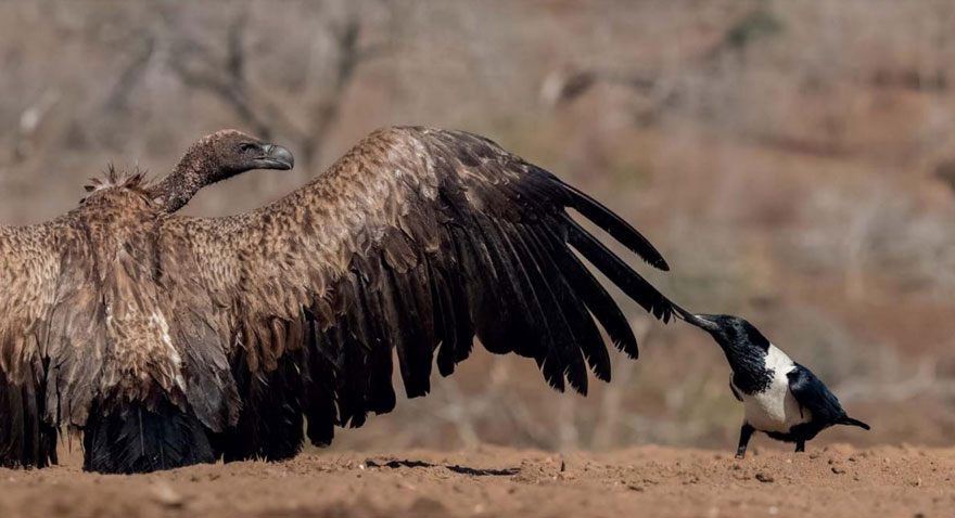 Bravery, Pied Crow And White-backed Vulture By Bence Máté, Hungary. Bird Behaviour Category