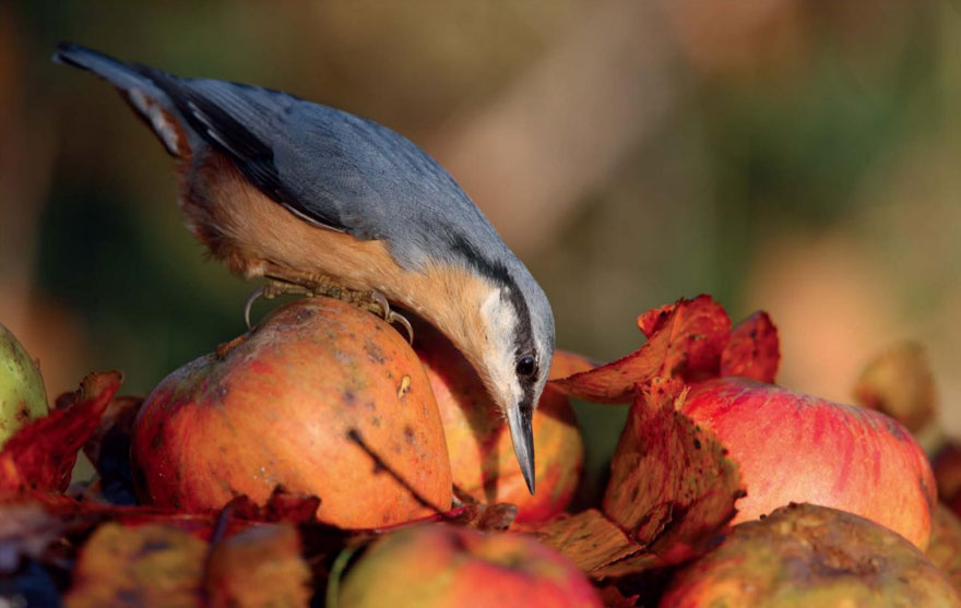 Orhard Nuthatch By Charles Tyler, United Kingdom. Birds In The Garden Category