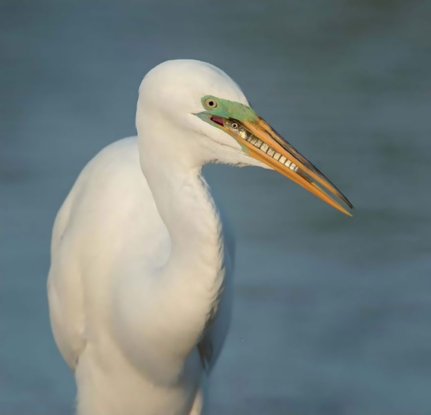 Breakfast, Great Egret By Cheryl Schneider, Usa. Attention To Detail Category
