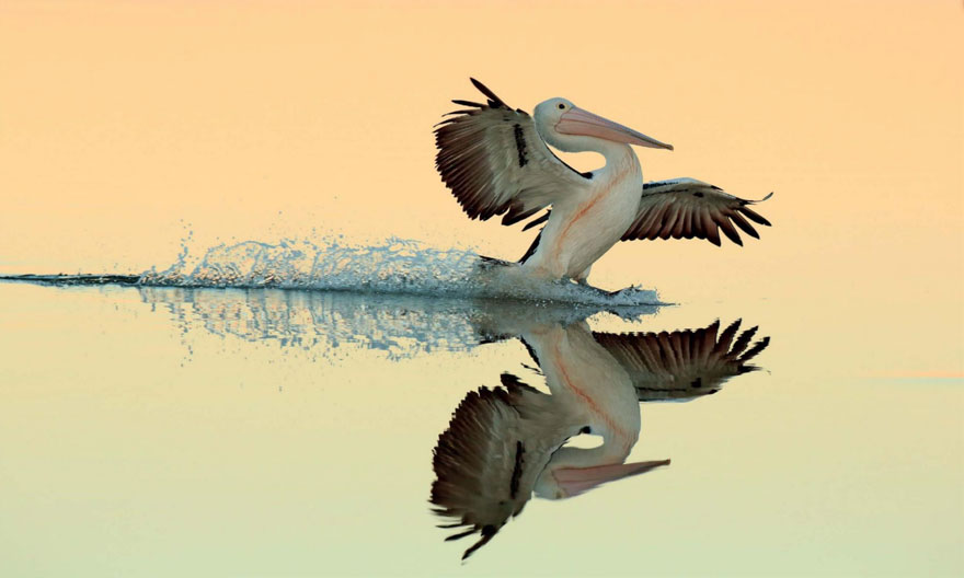 A Perfect Landing, Australian Pelican By Bret Charman, Australia. Gold Award Winner In Birds In Flight Category