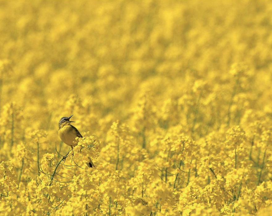 All In Yellow, Blue-headed Wagtail By Robert Szafranek, Poland. Birds In The Environment Category