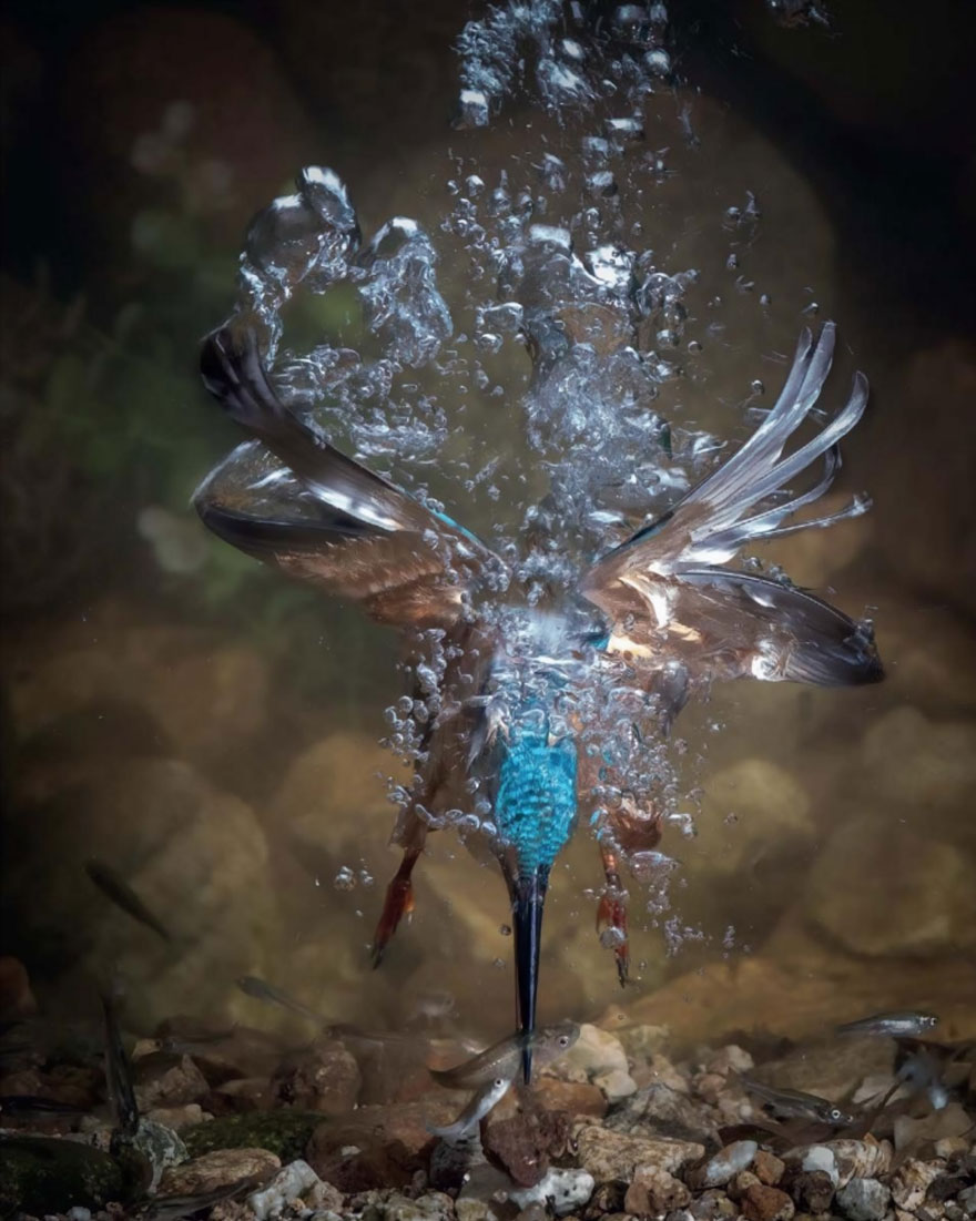 I Lost My Mom, Common Kingfisher By Fahad Al-enezi, Spain. Bird Behaviour Category