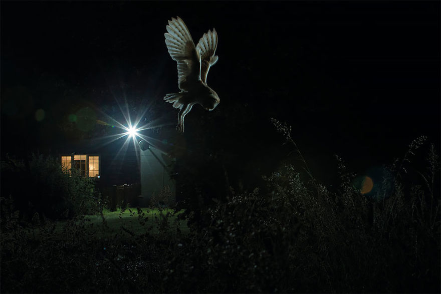 Barn Owl Hunting By House By Jamie Hall, Suffolk, England. Gold Award Winner In The Birds In The Garden Category