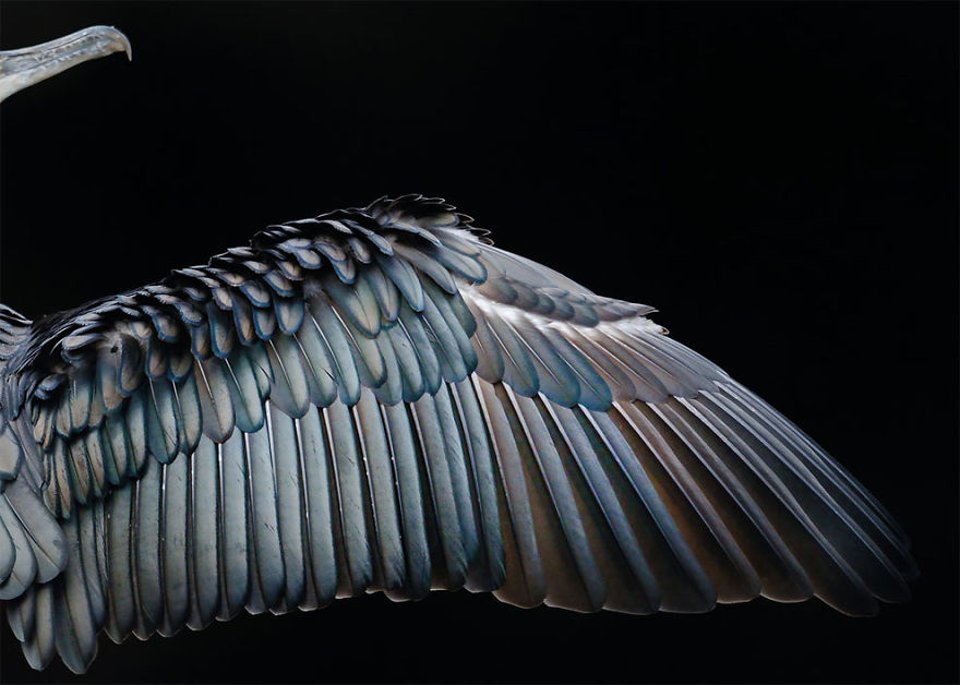 Wing Formation By Tom Hines, Uk. Gold Award Winner In The Attention To Detail Category