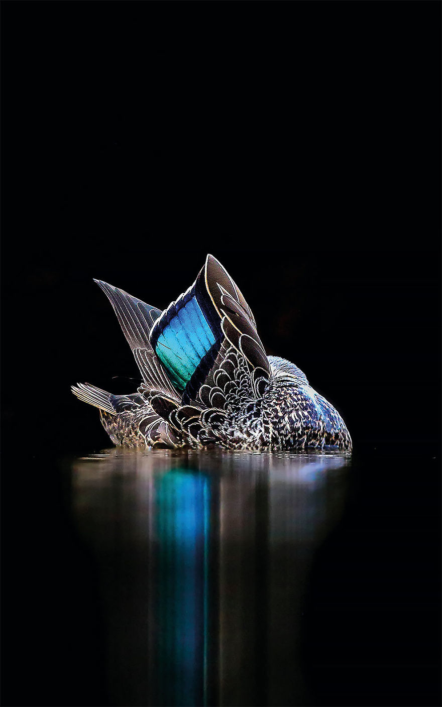 The Speculum By Georgina Steytler. Australia. Gold Award Winner In The Creative Imagery Category