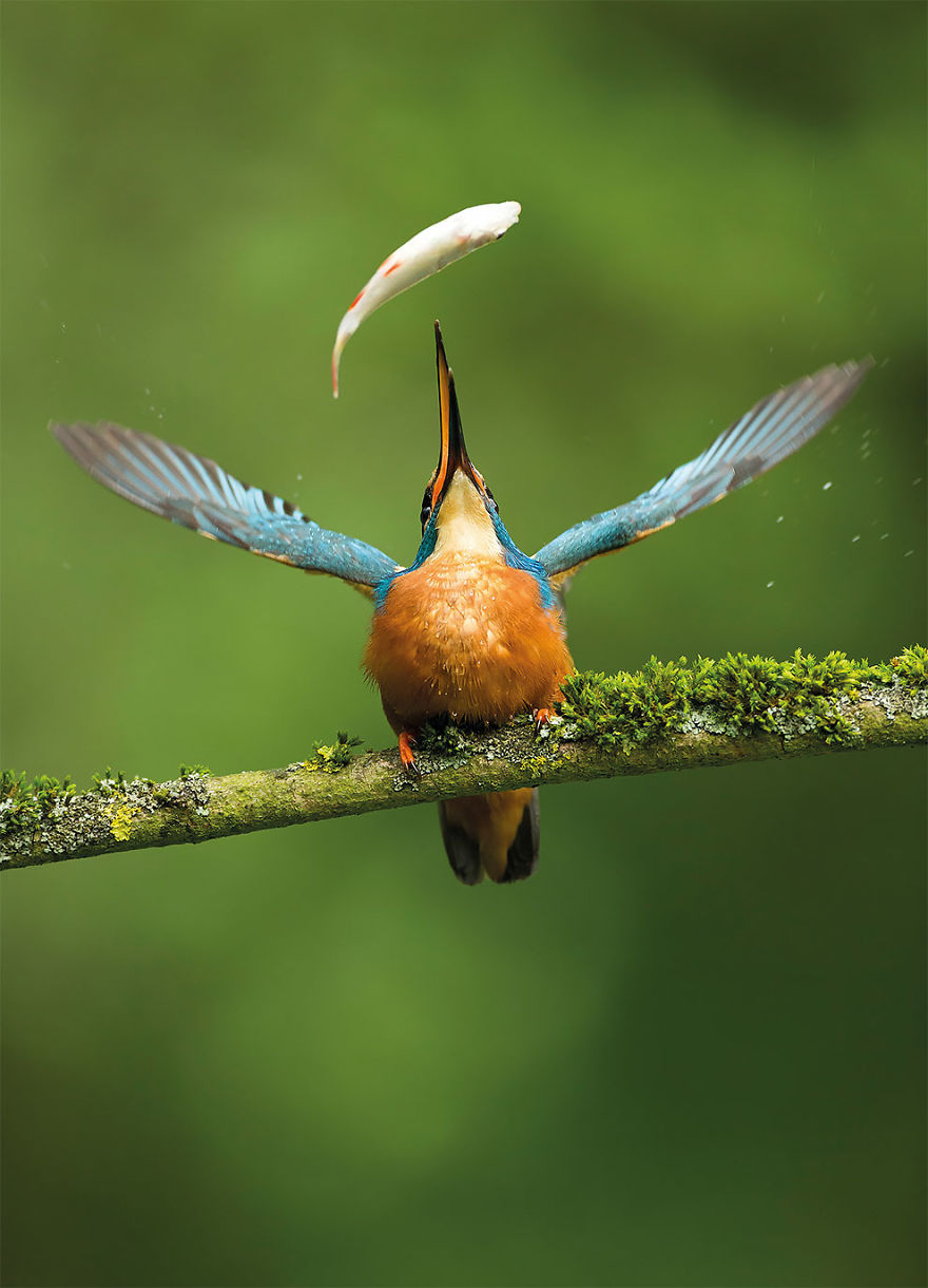 Catch Of The Day By Vince Burton, UK. Winner Of The Nature Photographers Ltd People’s Choice Award Category