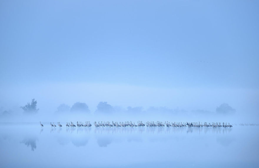 Crane Flock Misty Lake By Piotr Chara. Silver In Birds In The Environment Category