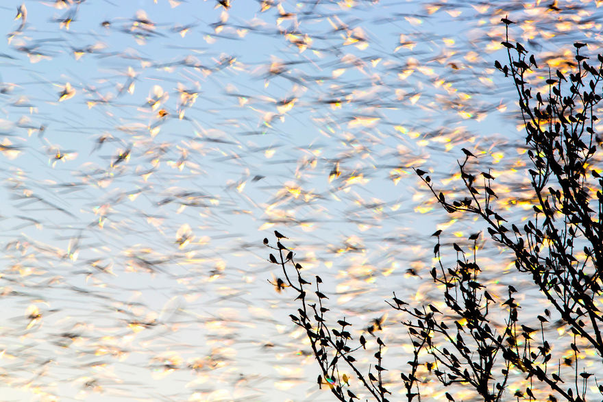 Blurred Bird Flock By Marc Weber. Bronze In Birds In The Environment Category