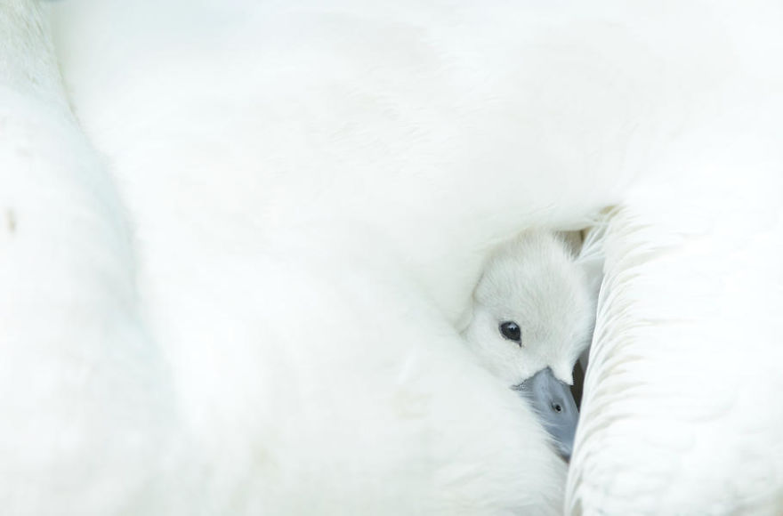 Snuggling Cygnet By Ben Andrew. Honourable Mention In Attention To Detail Category