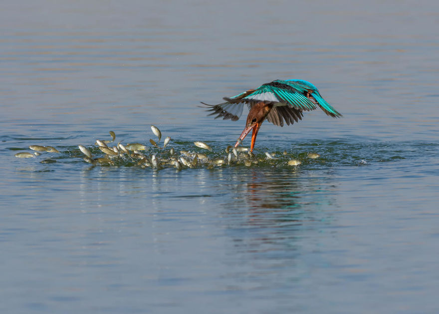 Diving Kingfisher By Malek Alhazzaa. Silver In Bird Behaviour Category